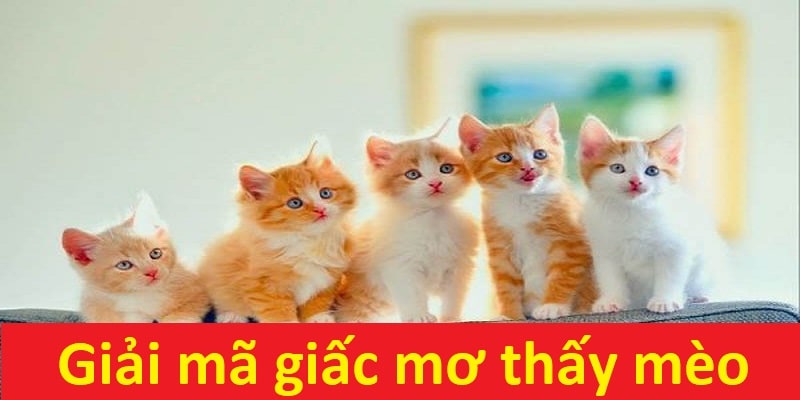 Giải mã thông điệp và điềm báo qua giấc mơ về mèo