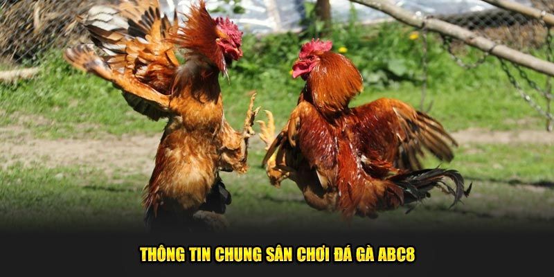 Sơ lược về đá gà ABC8