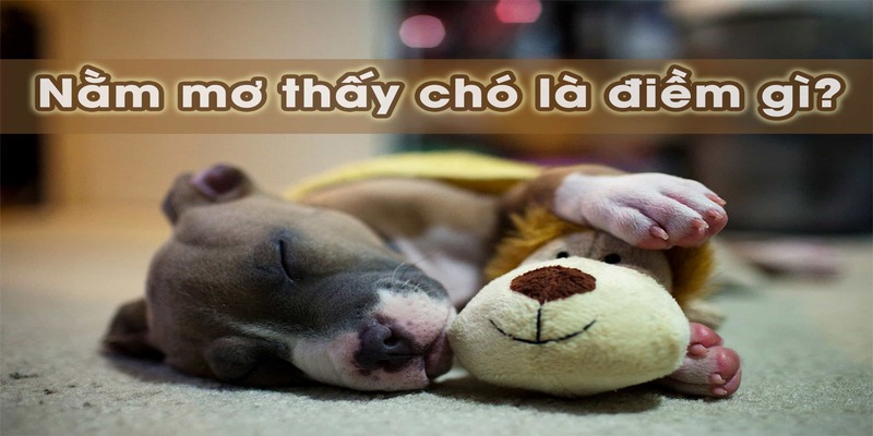 Mơ thấy chó ảnh đại diện